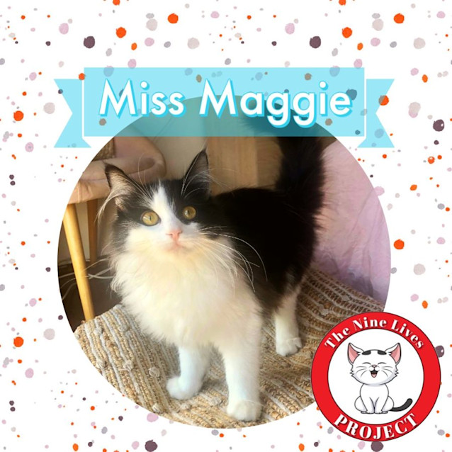 Photo of Miss Maggie *9 Lives Project Rescue*