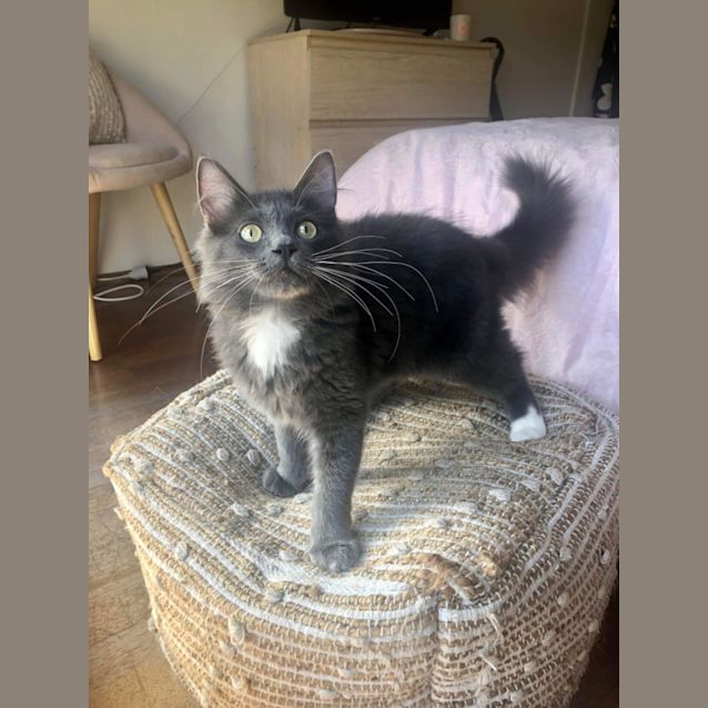 Photo of Sassy *9 Lives Project Rescue*