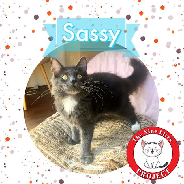 Photo of Sassy *9 Lives Project Rescue*