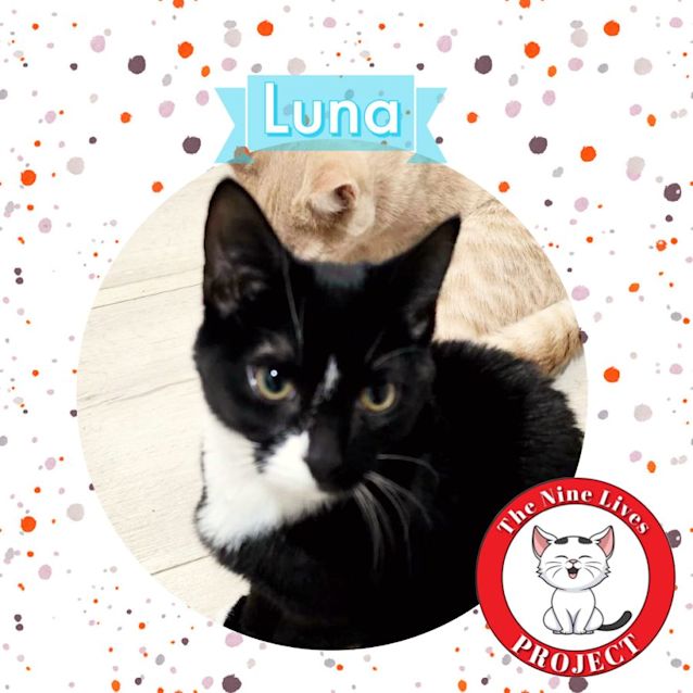 Photo of Luna *9 Lives Project Rescue*