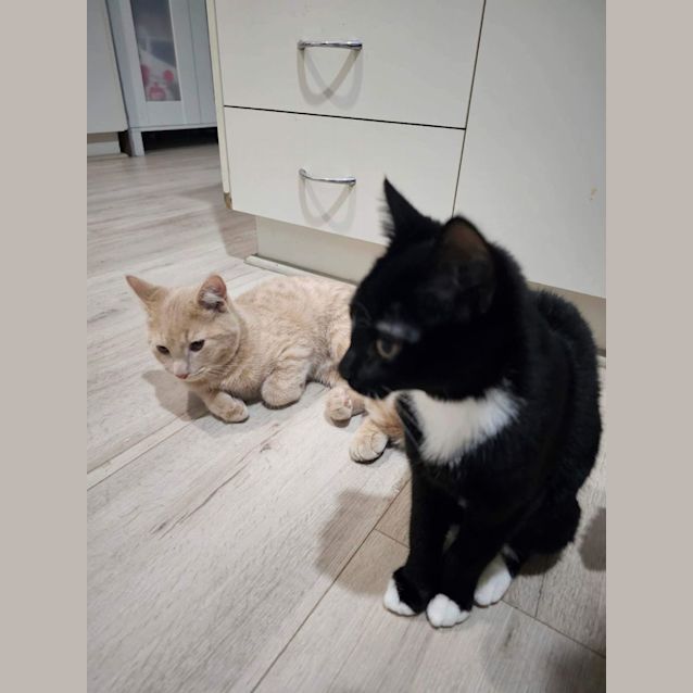 Photo of Bruno *9 Lives Project Rescue*