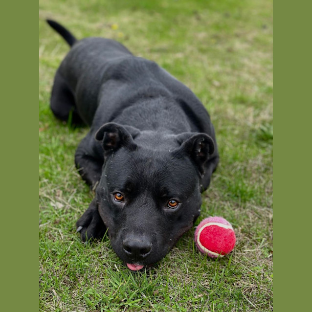 Photo of Bear