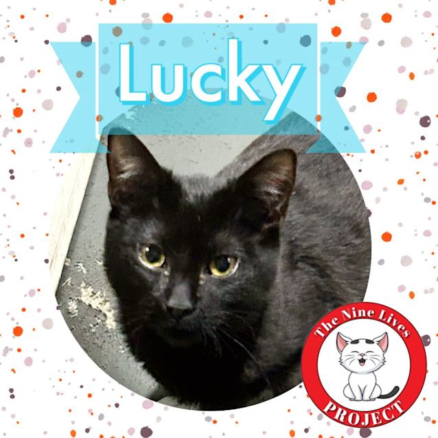 Photo of Lucky *9 Lives Project Rescue*