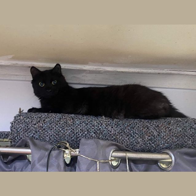 Photo of Skitz *9 Lives Project Rescue*