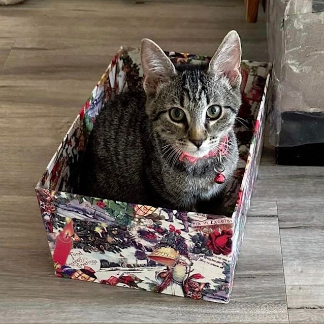 Photo of Lady