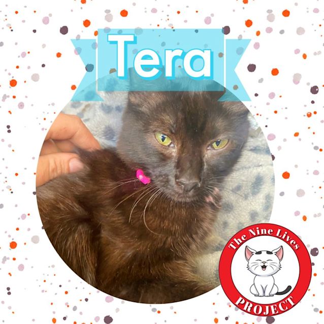 Photo of Tera *9 Lives Project Rescue*