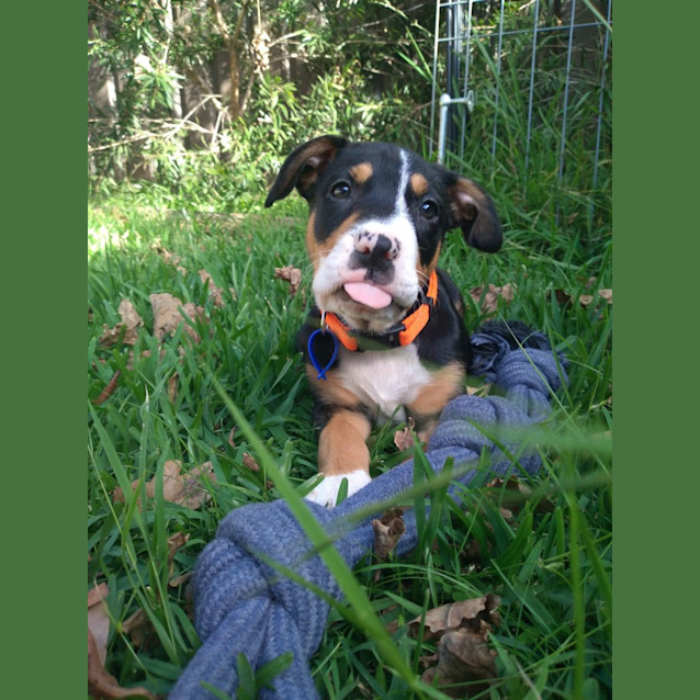 Photo of Chuck   8 Week Old Mixed Breed (Trial)