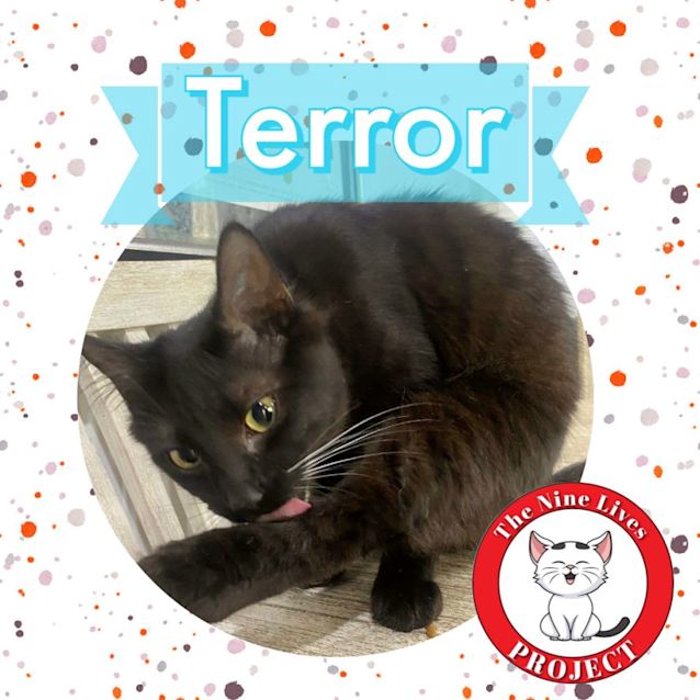 Photo of Terror *9 Lives Project Rescue*