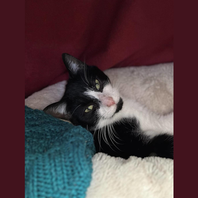 Photo of Kishka