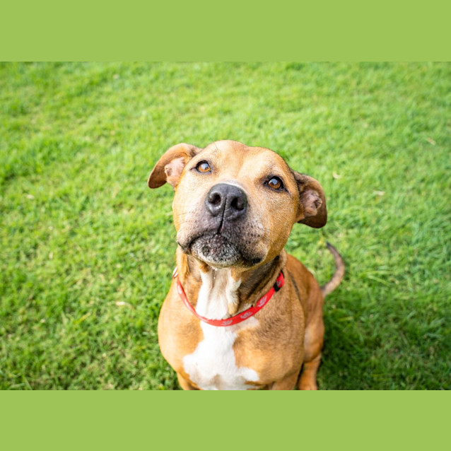 Photo of Ruby