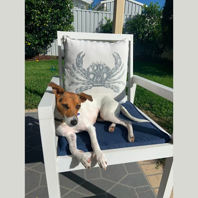 Cahlie 2 Year Old Jack Russell Terrier (Trial) Small Female Jack