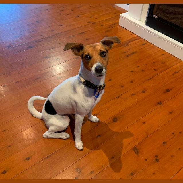 Cahlie 2 Year Old Jack Russell Terrier (Trial) Small Female Jack