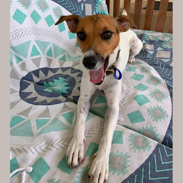 Photo of Cahlie   2 Year Old Jack Russell Terrier (Trial)