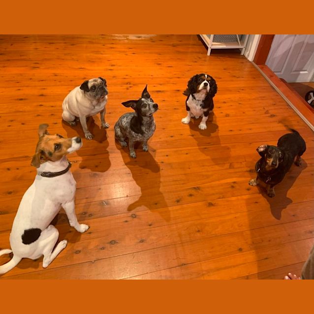 Photo of Cahlie   2 Year Old Jack Russell Terrier (Trial)