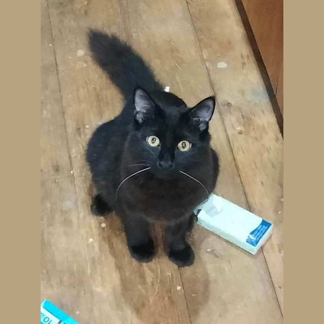 Photo of Raven
