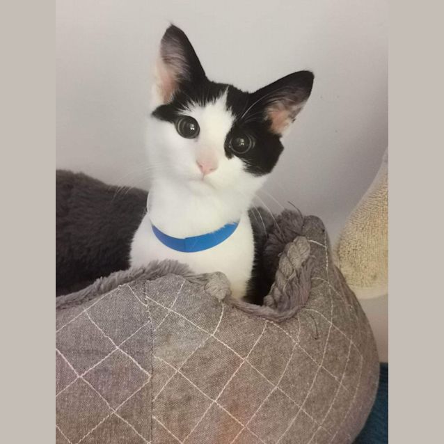 Photo of Betty Boop & Pepe Le Pew Meetme At Petstock Chelsea