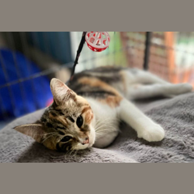 Photo of Anise