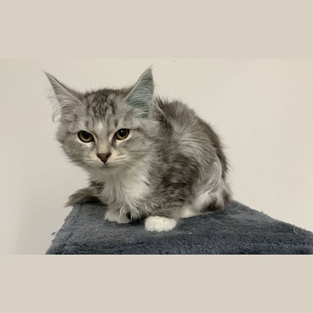 Photo of Zelda