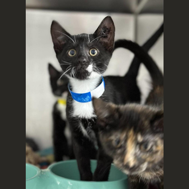 Photo of Spot