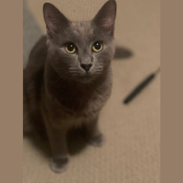 Photo of Bear