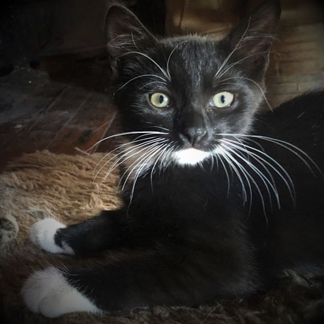 Photo of Iggy Azalea