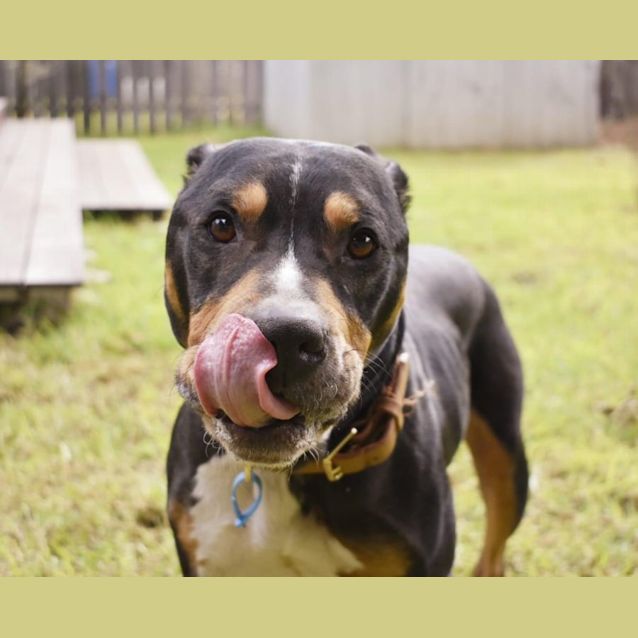 Photo of Buster