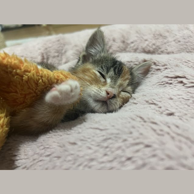 Photo of Bobbles