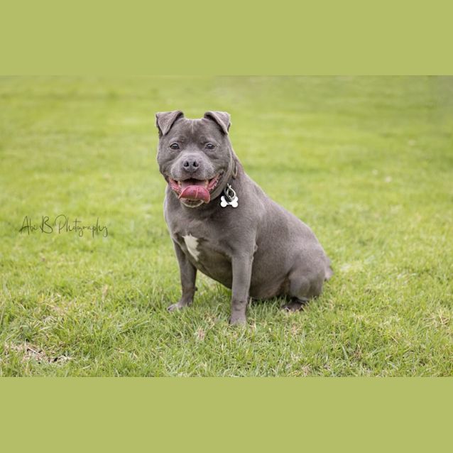 Photo of Blaze