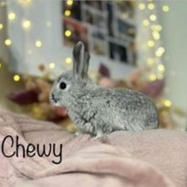 Photo of Chewy