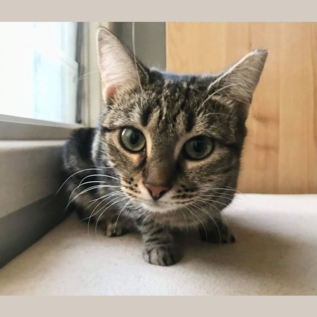 Photo of Lexie Deserves A Second Chance