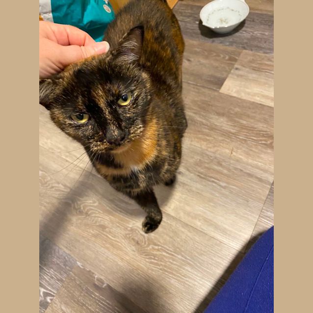 Photo of Stunning Willow