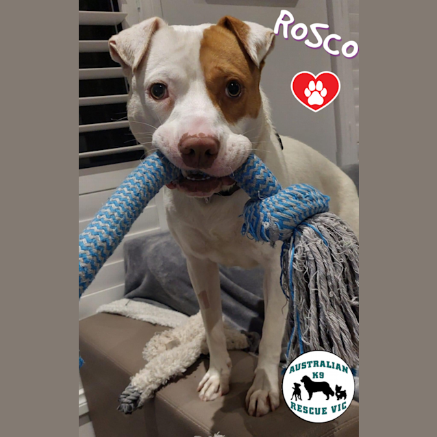 Photo of Rossco 