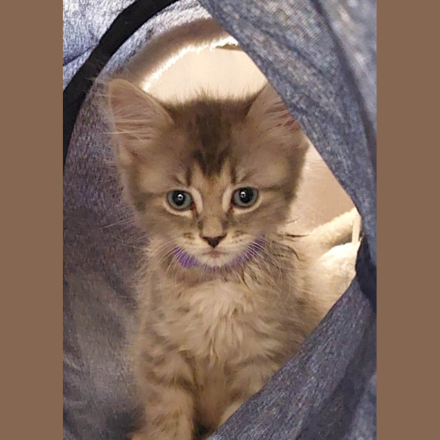 Photo of Molly (K10)