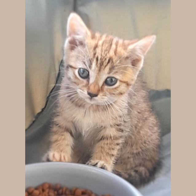 Photo of Ellie (K12)