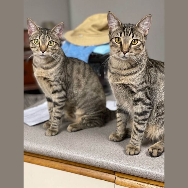 Photo of Basil & Sage