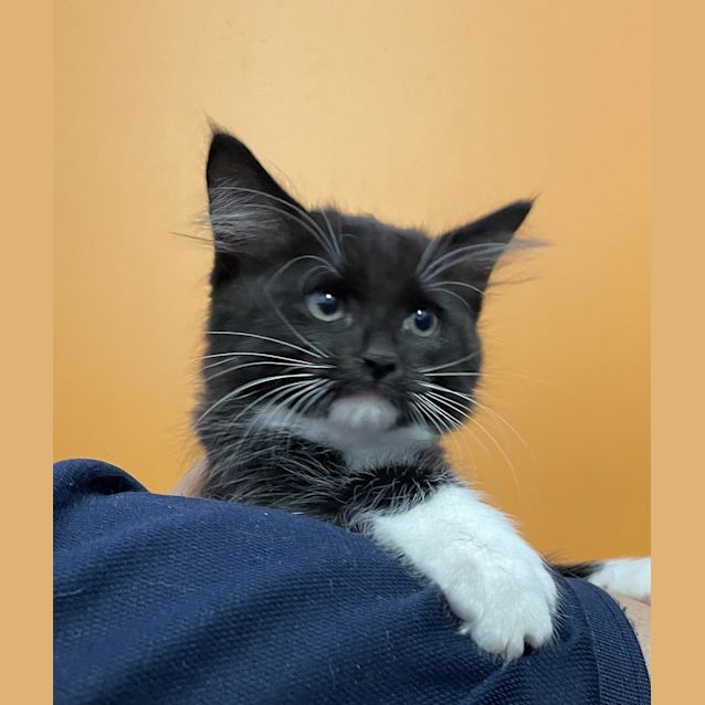 Photo of Ripley