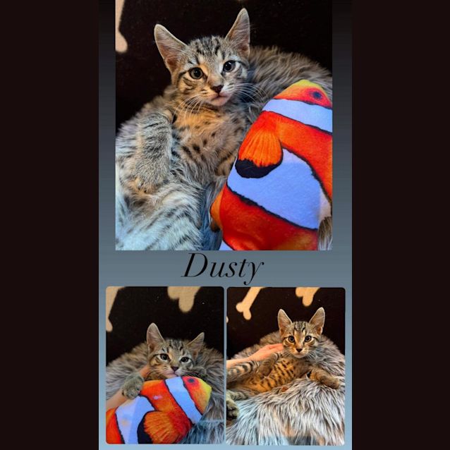 Photo of Dusty