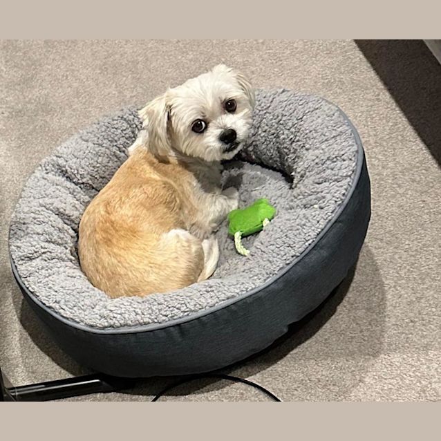 Photo of Ruby