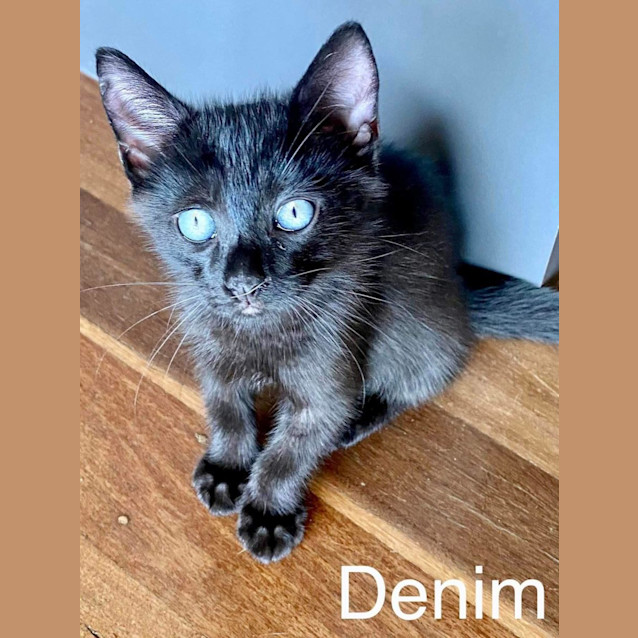 Photo of Denim