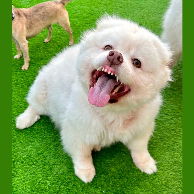 Photo of Luna