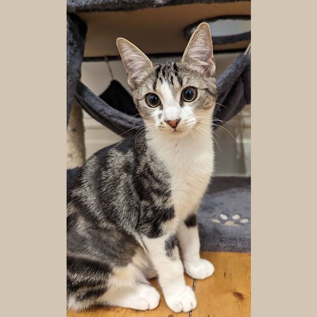 Photo of Cindy Clawford