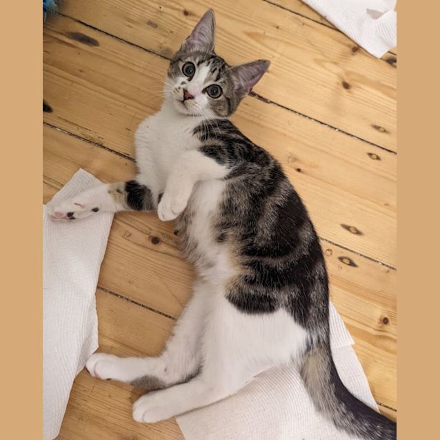 Photo of Cindy Clawford