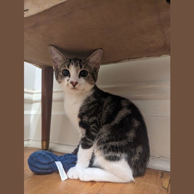 Photo of Cindy Clawford