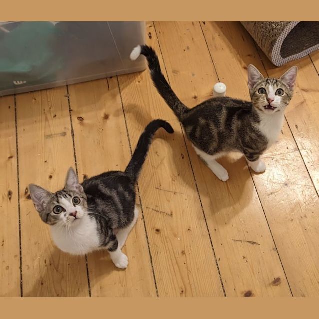 Photo of Cindy Clawford