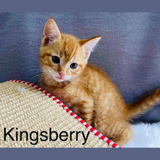 Photo of Kingsberry