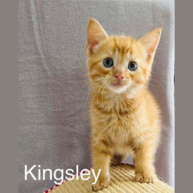 Photo of Kingsley