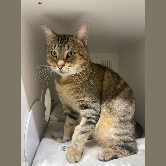 Photo of 🥐 Albi F02410 🥐