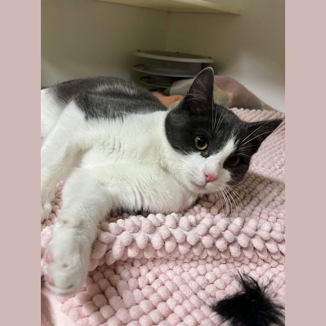 Photo of 🍡 Alfie F02385 🍡