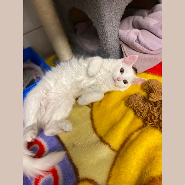 Photo of Cotton