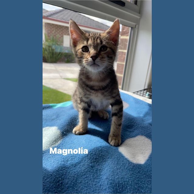 Photo of Magnolia